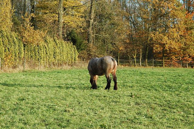 affligem2008_38.jpg