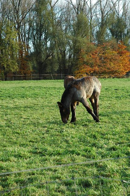 affligem2008_39.jpg